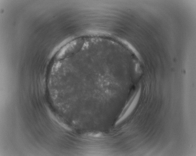 X0000082740488200702240017