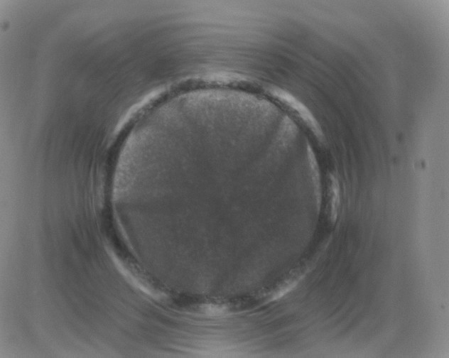 X0000082740496200702240016