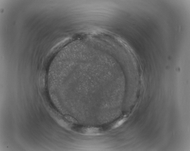 X0000082740501200702240016