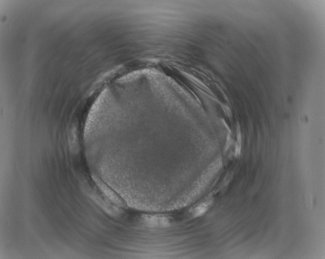 X0000082740520200702240016