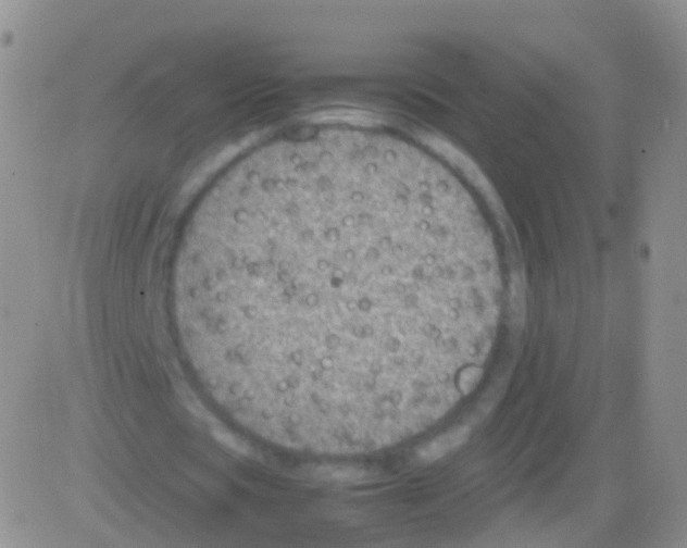 X0000082740529200702240015