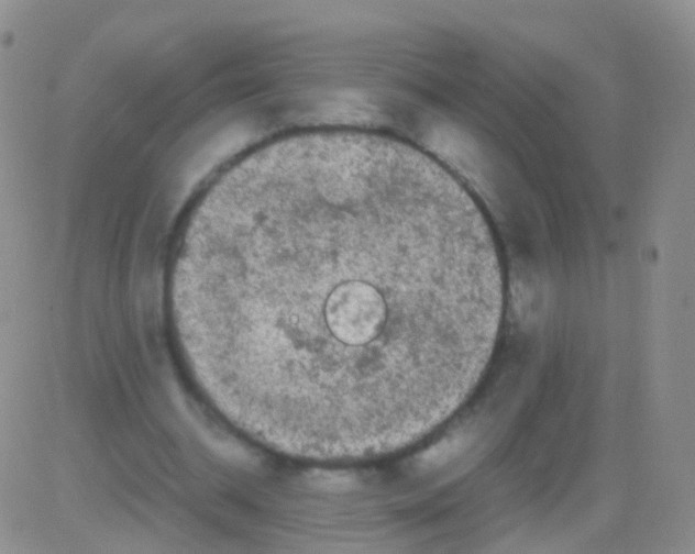 X0000082740534200702240015