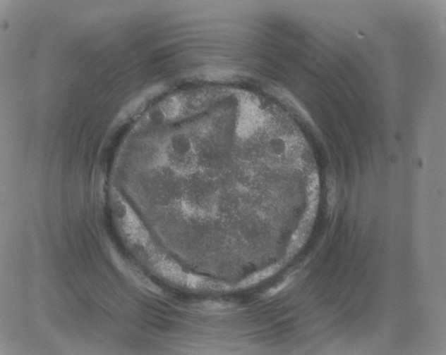 X0000082740542200702240015