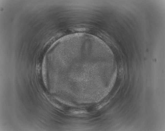 X0000082740555200702240016