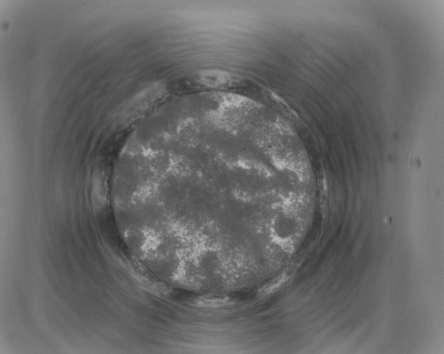 X0000082740606200702240015