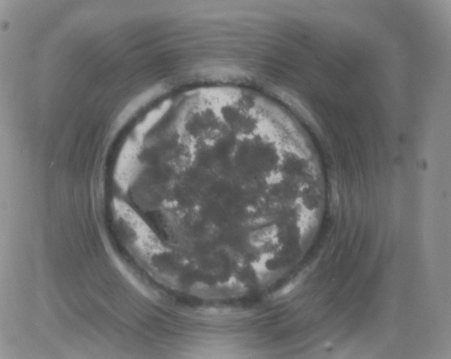 X0000082740630200702240014