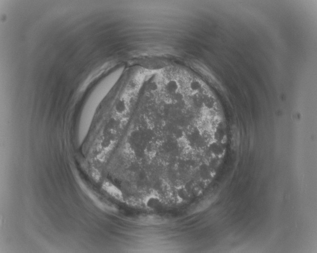 X0000082740634200702240014