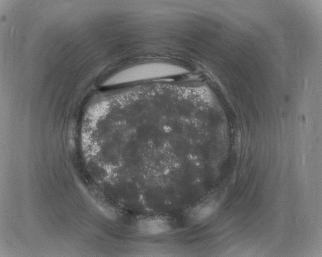 X0000082740643200702240014