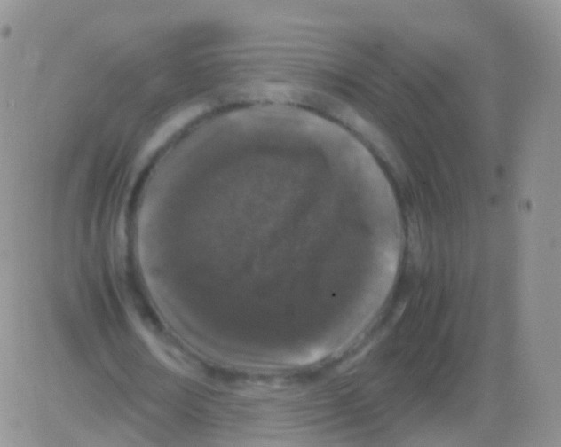 X0000082740674200702240013