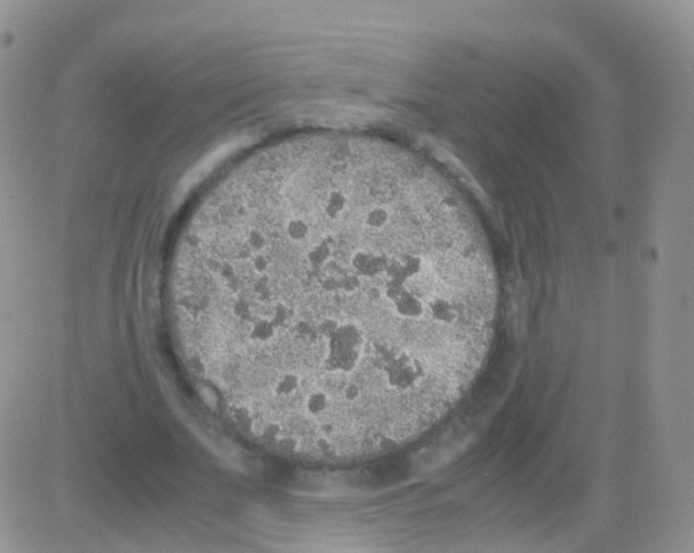 X0000082740679200702240013