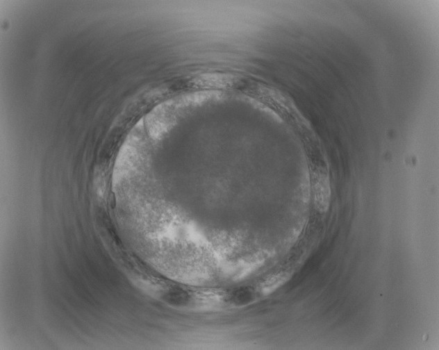 X0000082740701200702240013