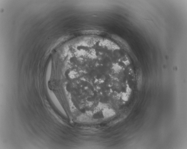 X0000082740729200702240012