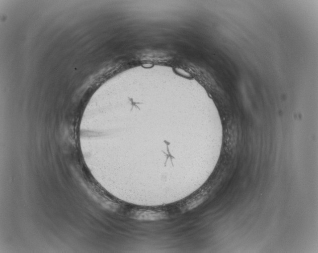 X0000082740755200702240012