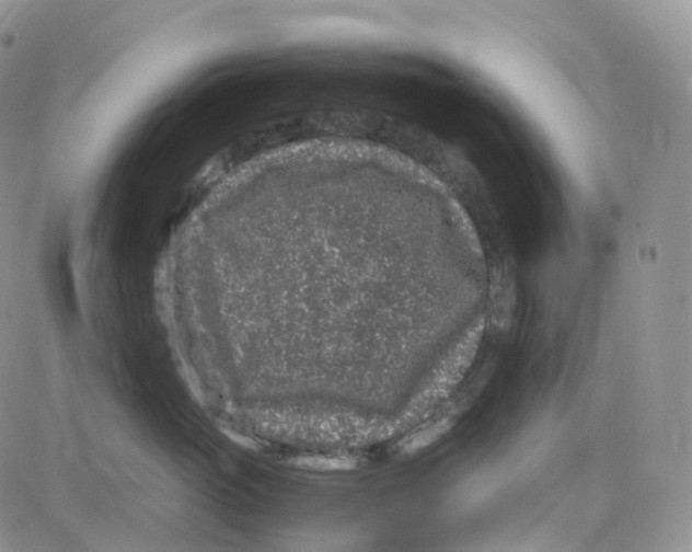 X0000082740765200702240013