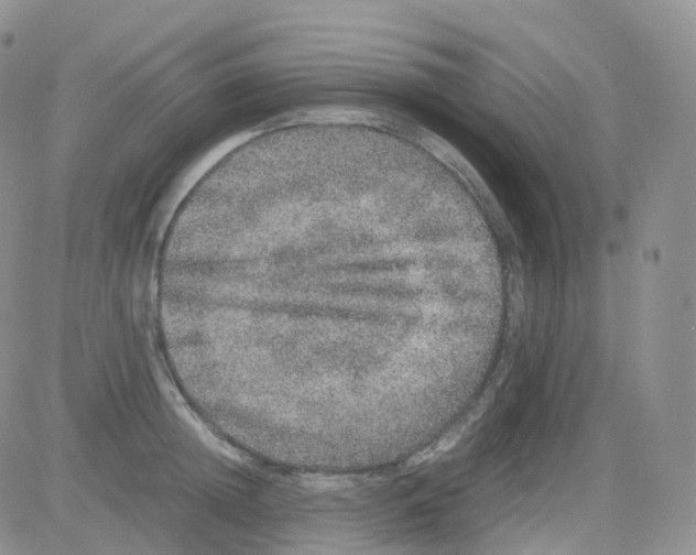 X0000082740852200702240011