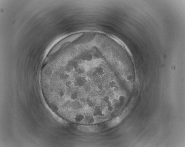 X0000082740855200702240011