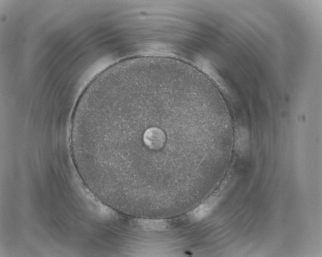 X0000082740856200702240011