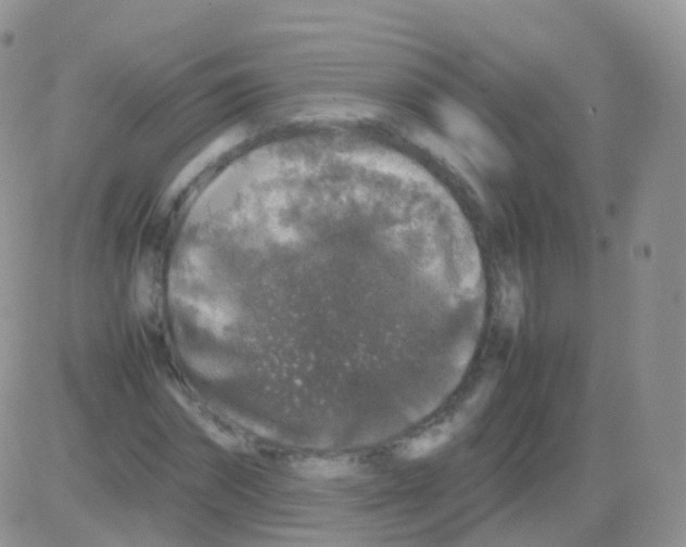 X0000082740874200702240010