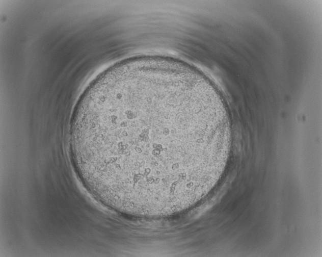 X0000082740895200702240010