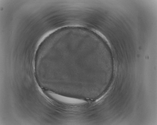 X0000082740935200702240009