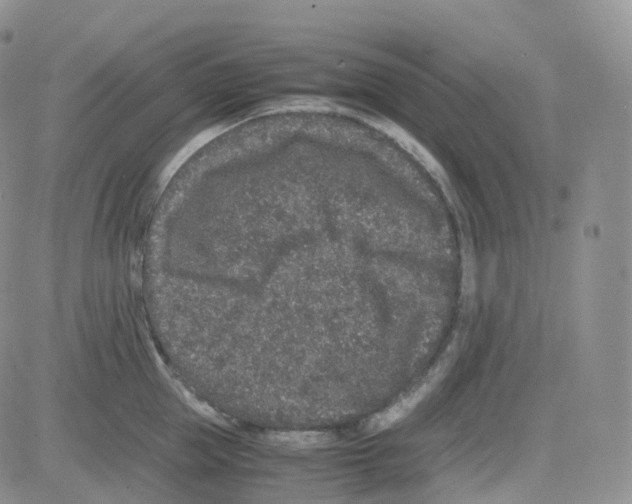 X0000082740953200702240009