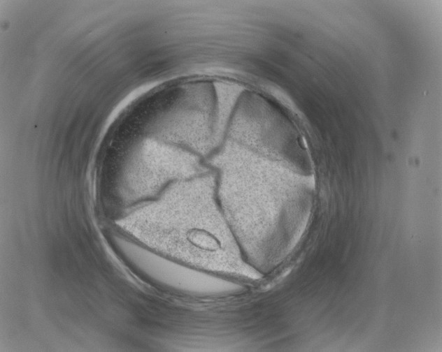 X0000082741032200702240008