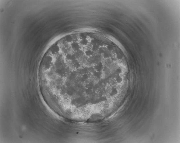 X0000082741055200702240008