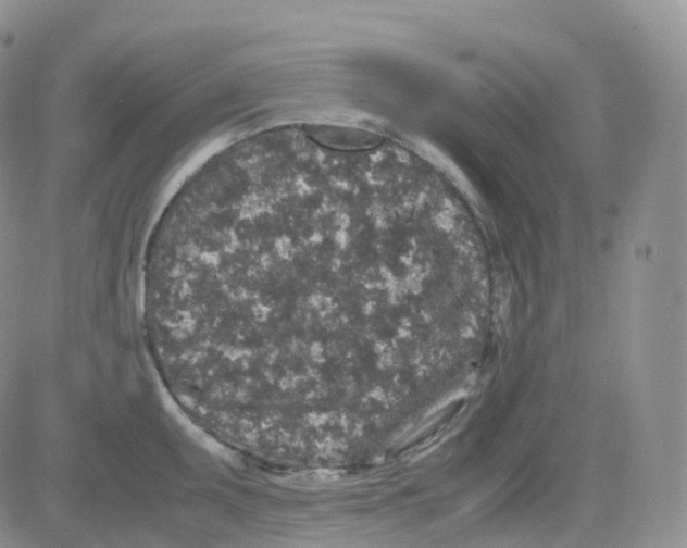 X0000082741095200702240006