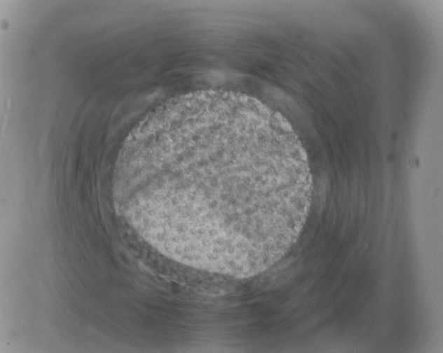 X0000082741105200702240006