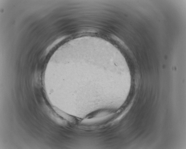 X0000082741113200702240006