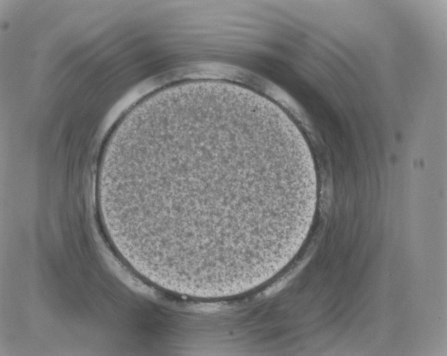 X0000082741130200702240006