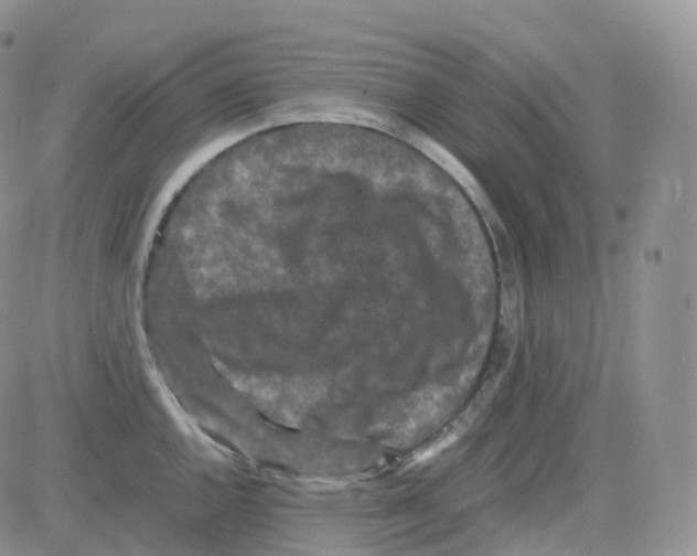 X0000082741144200702240006