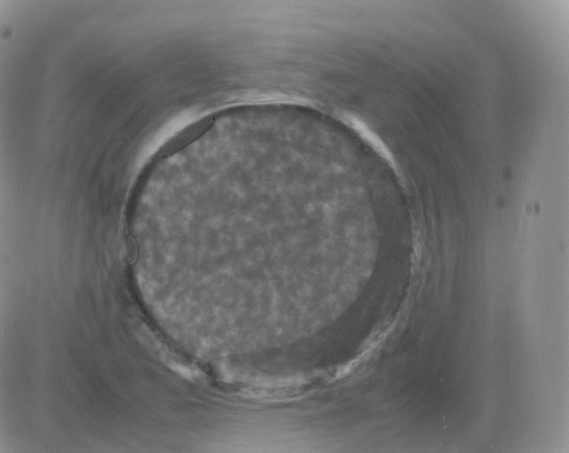 X0000082741173200702240005