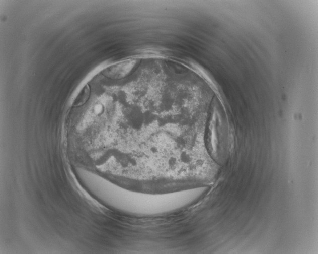 X0000082741243200702240005