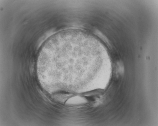 X0000082741260200702240004