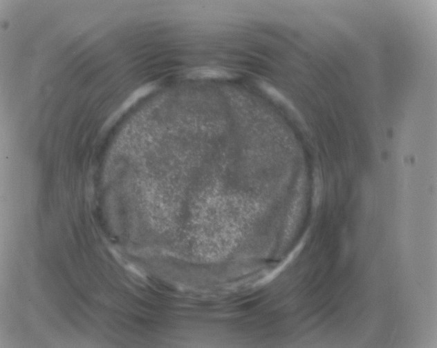 X0000082741305200702240002