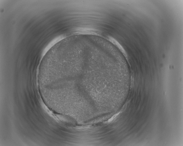 X0000082741386200702240002