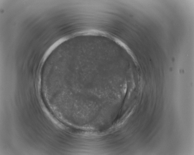 X0000082741418200702240001