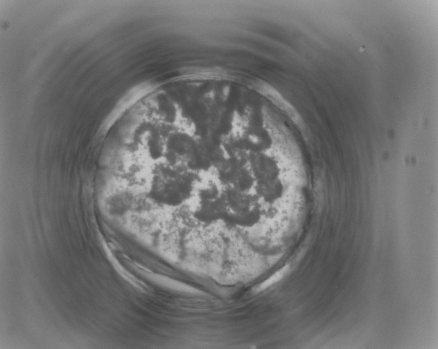 X0000082741425200702240001