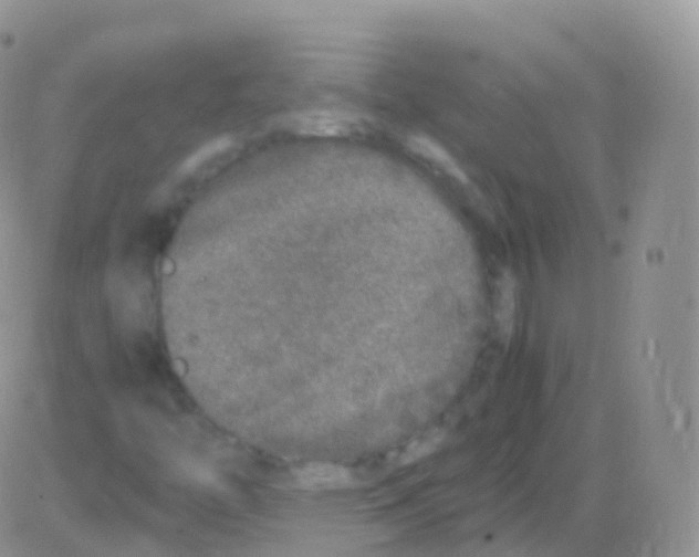 X0000082741446200702240000