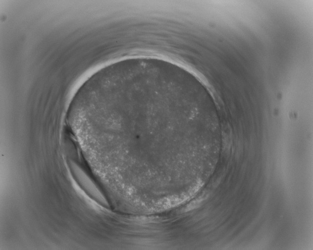 X0000082741527200702240000