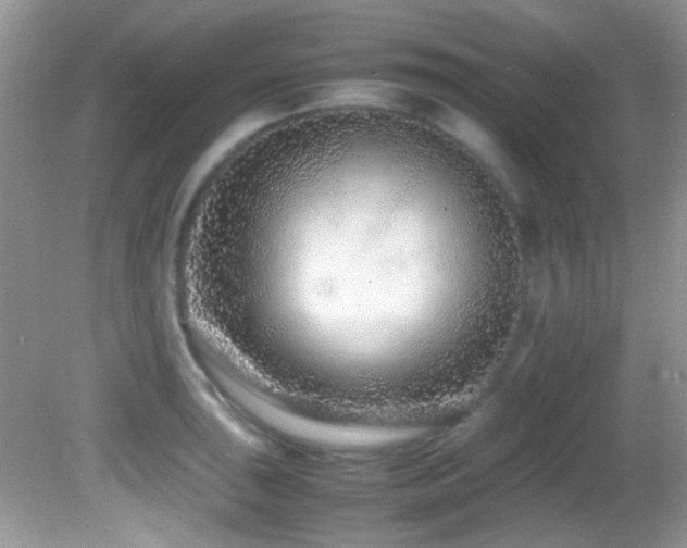 X0000082751043200701261502