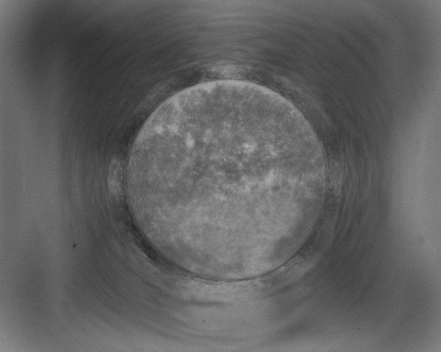 X0000082750036200702162011