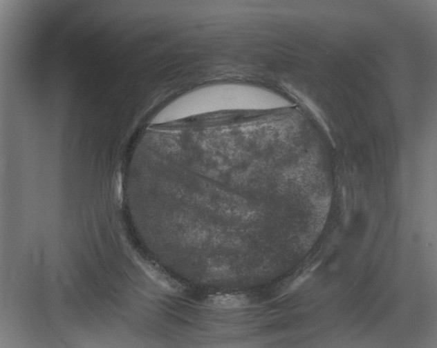 X0000082750067200702162010