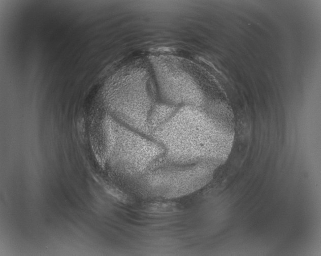 X0000082750375200702162006