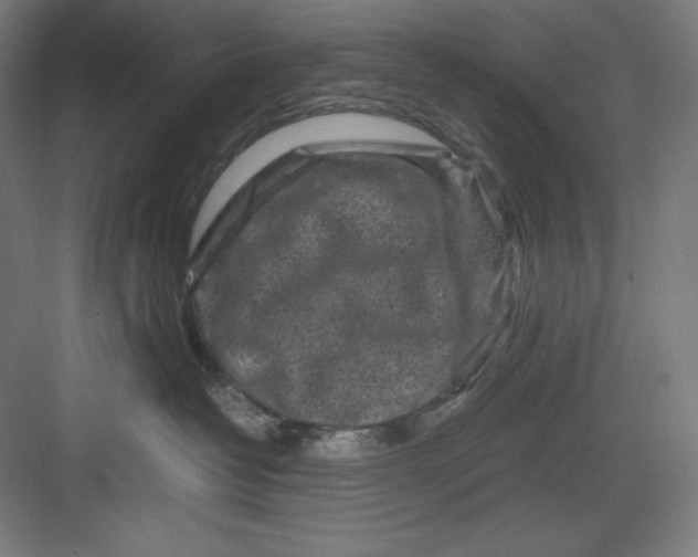 X0000082750382200702162006