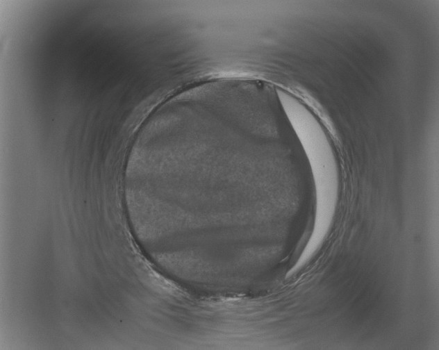 X0000082750385200702162005