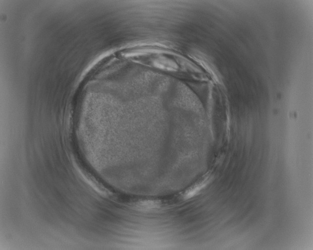 X0000082750156200702240047