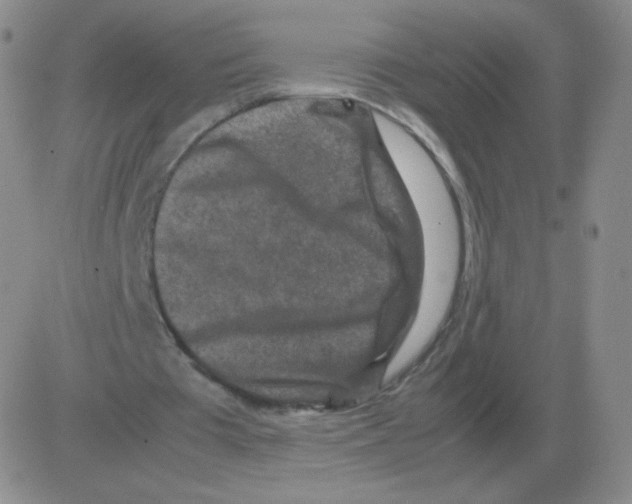 X0000082750385200702240044