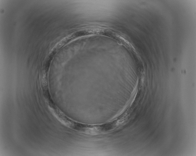 X0000082750411200702240043